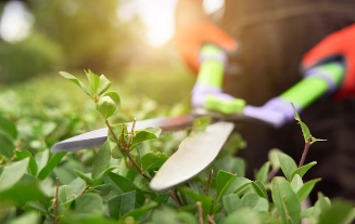 Professional gardening services